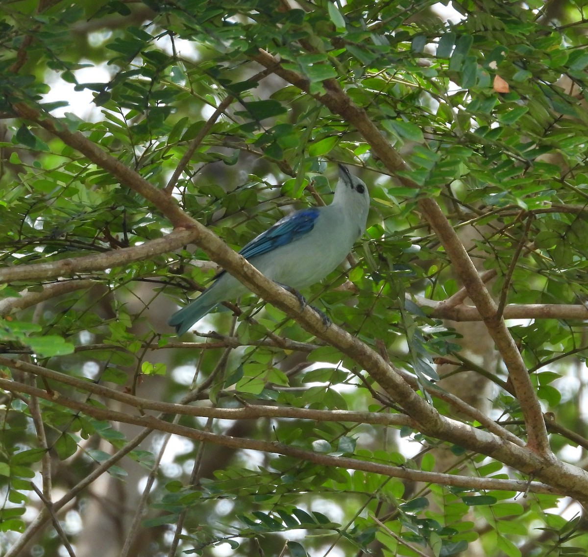 ソライロフウキンチョウ - ML643157636