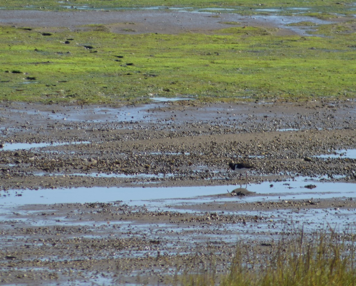 Eurasian Oystercatcher - ML643157647