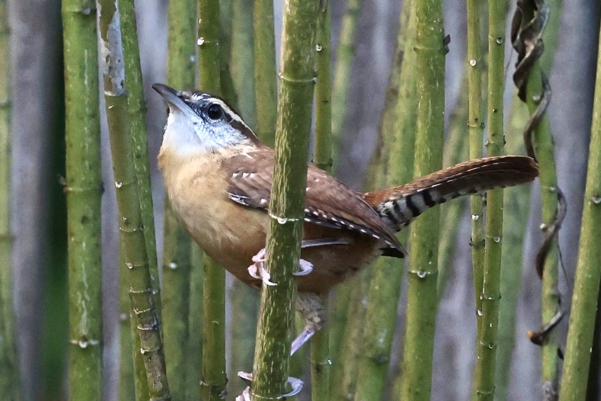 Carolina Wren - ML643157648