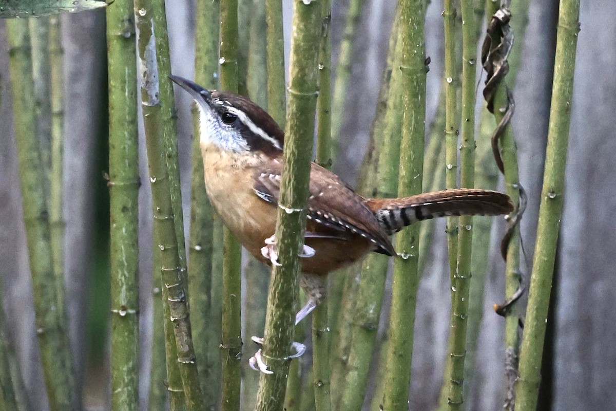 Carolina Wren - ML643157649