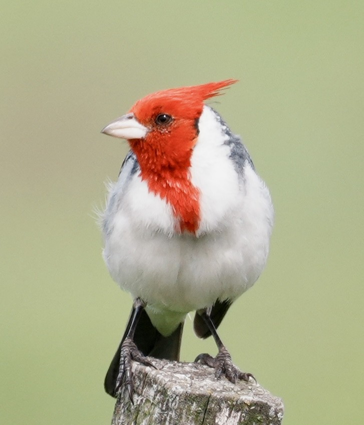 Red-crested Cardinal - ML643157656
