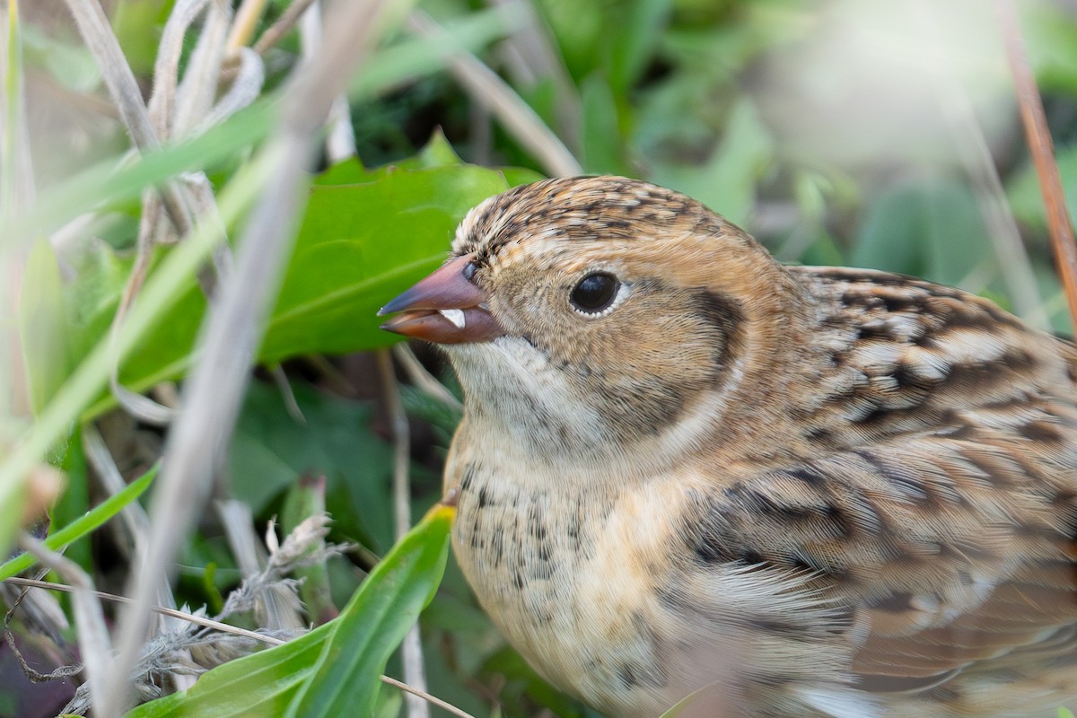 eBird Checklist - 8 Oct 2025 - Point Defiance Park--Dune Peninsula ...