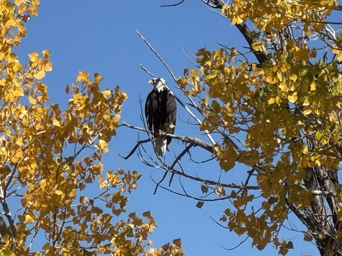 Bald Eagle - ML643157677