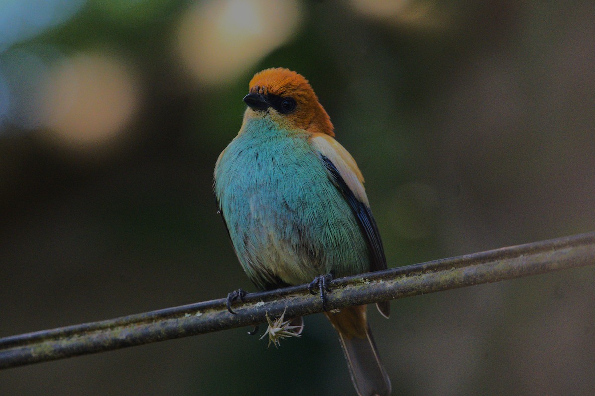 Chestnut-backed Tanager - ML643157680