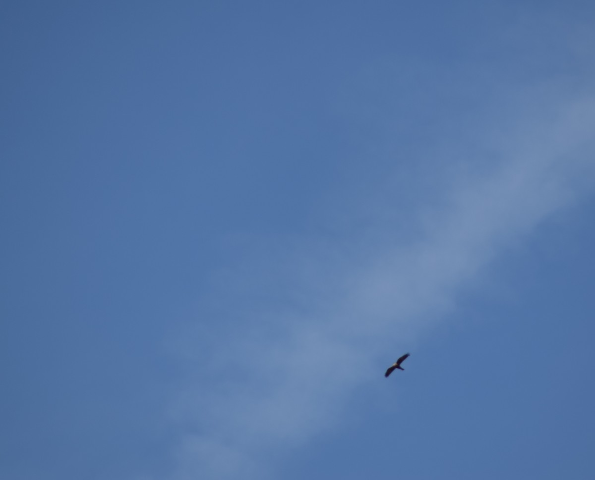 Western Marsh Harrier - ML643157703