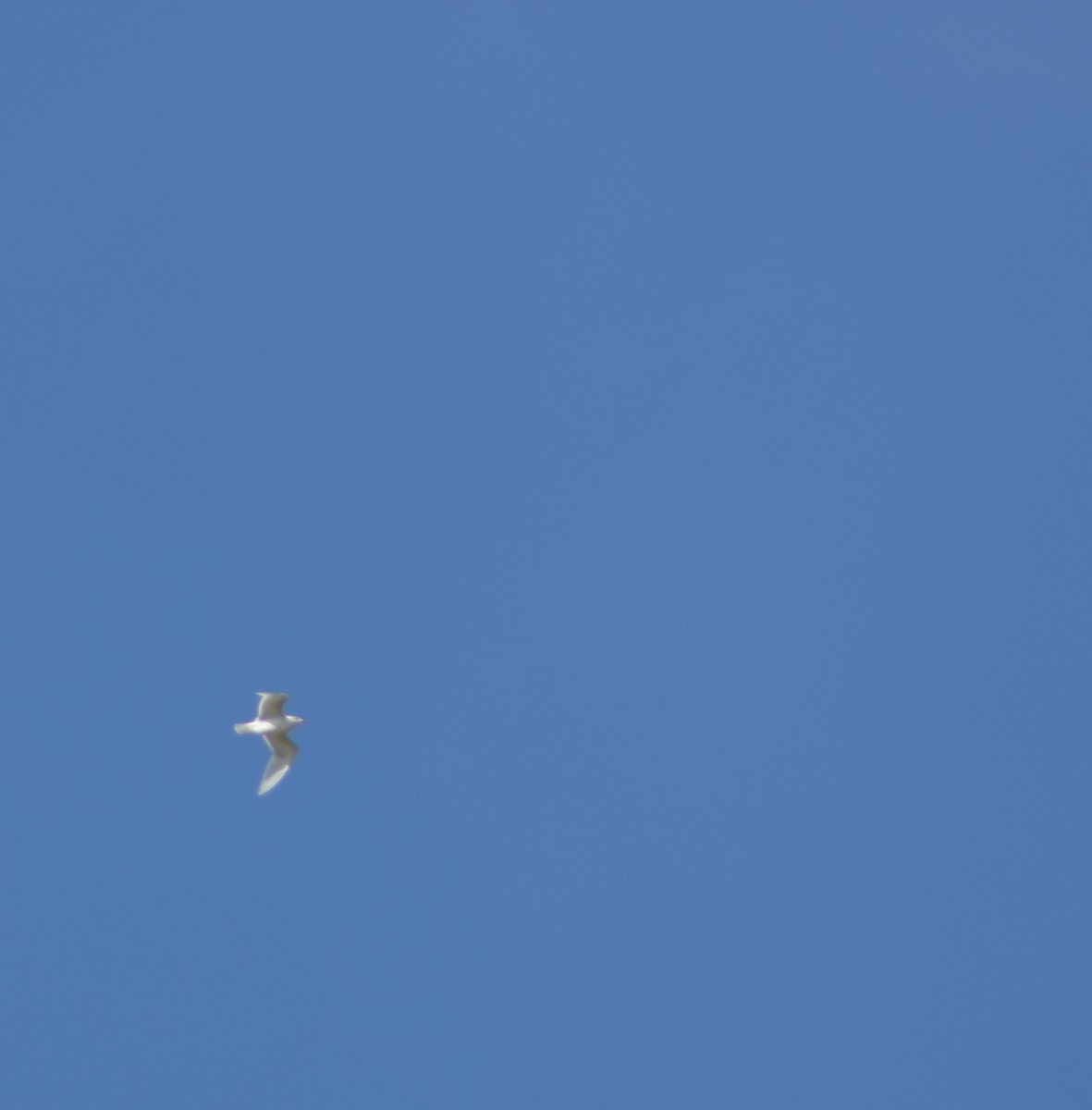 Mediterranean Gull - ML643157713