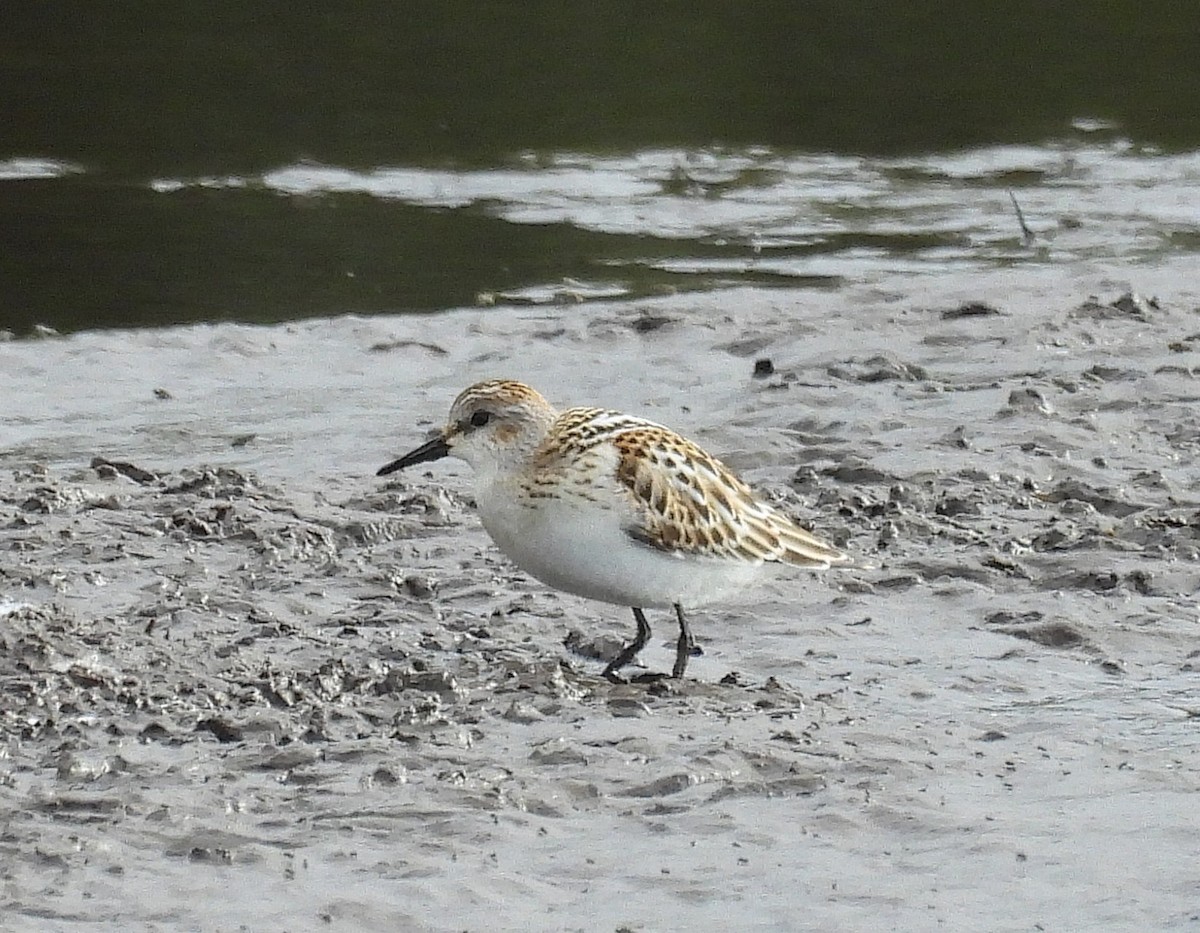 Little Stint - ML643157721