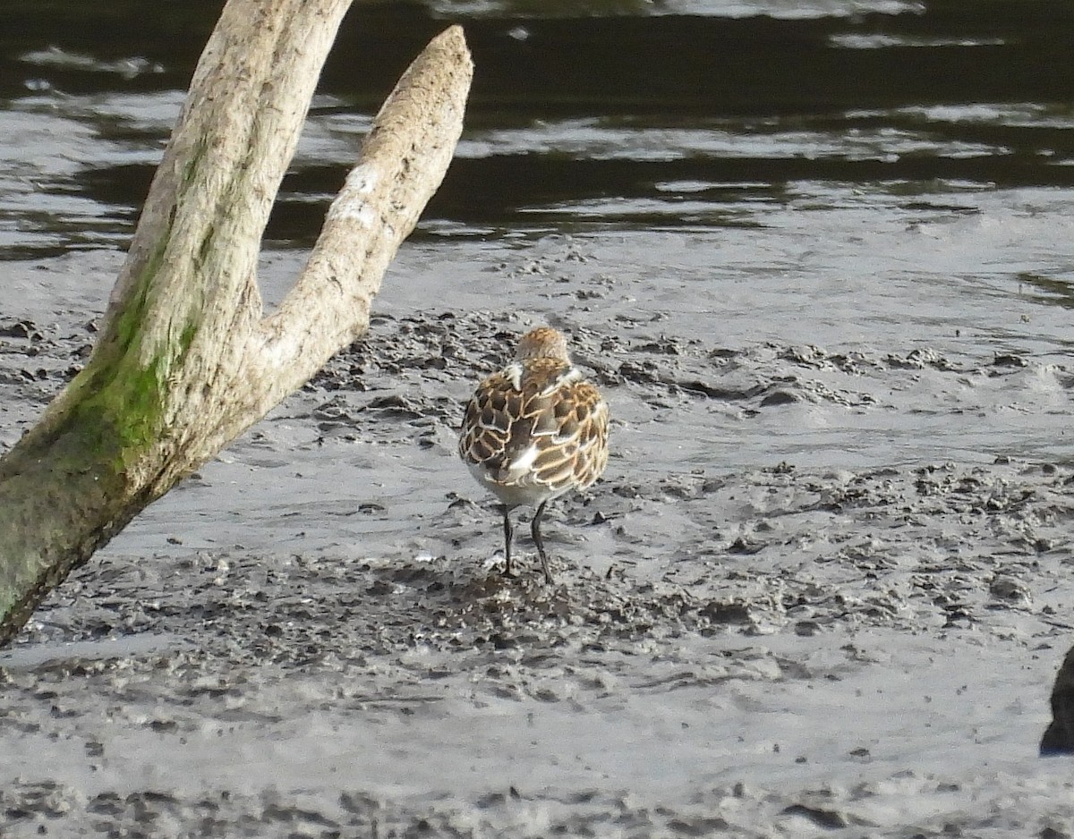 Little Stint - ML643157722
