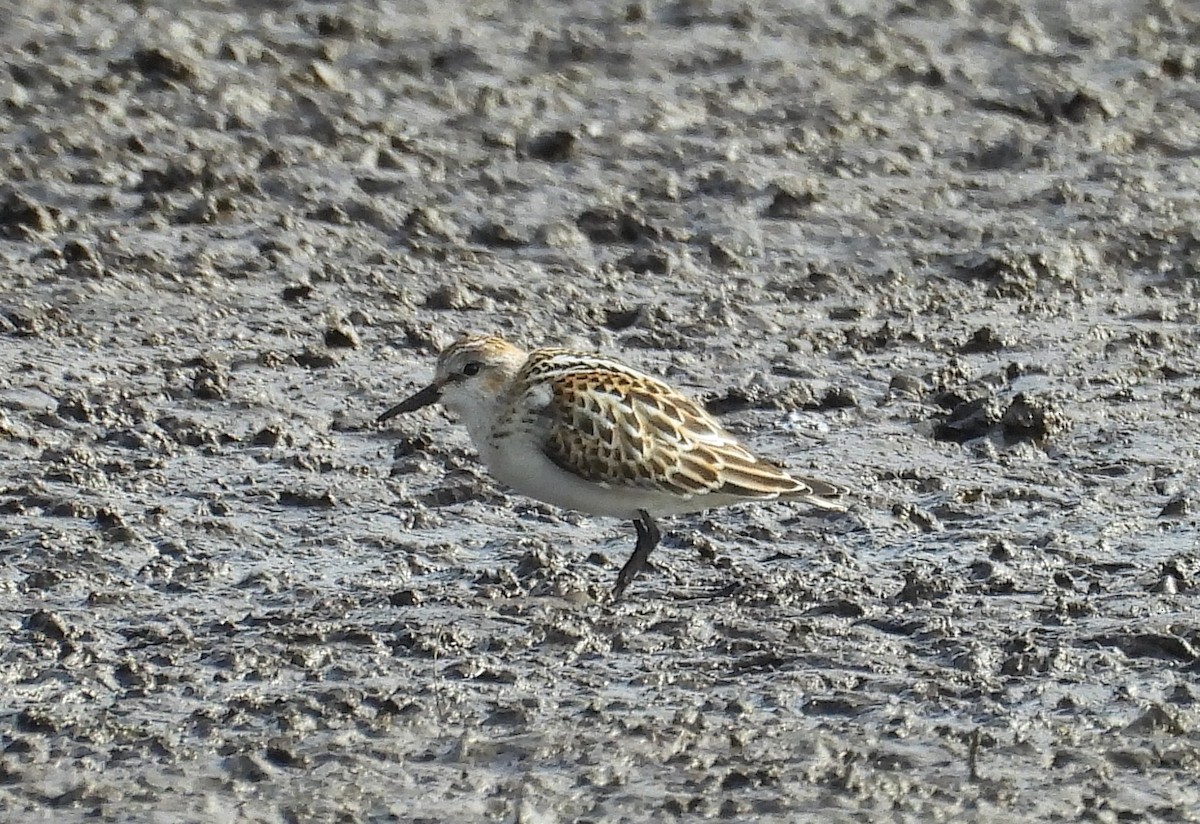 Little Stint - ML643157723