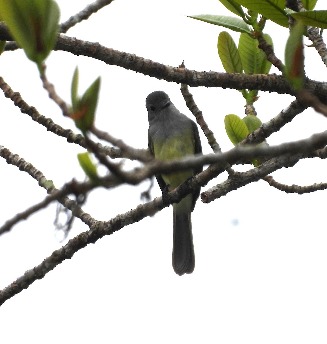 Panama Flycatcher - ML643157734