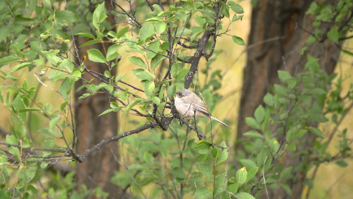 Bushtit - ML643157740