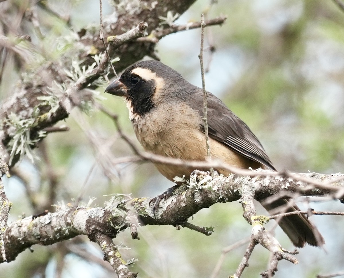 Golden-billed Saltator - ML643157769