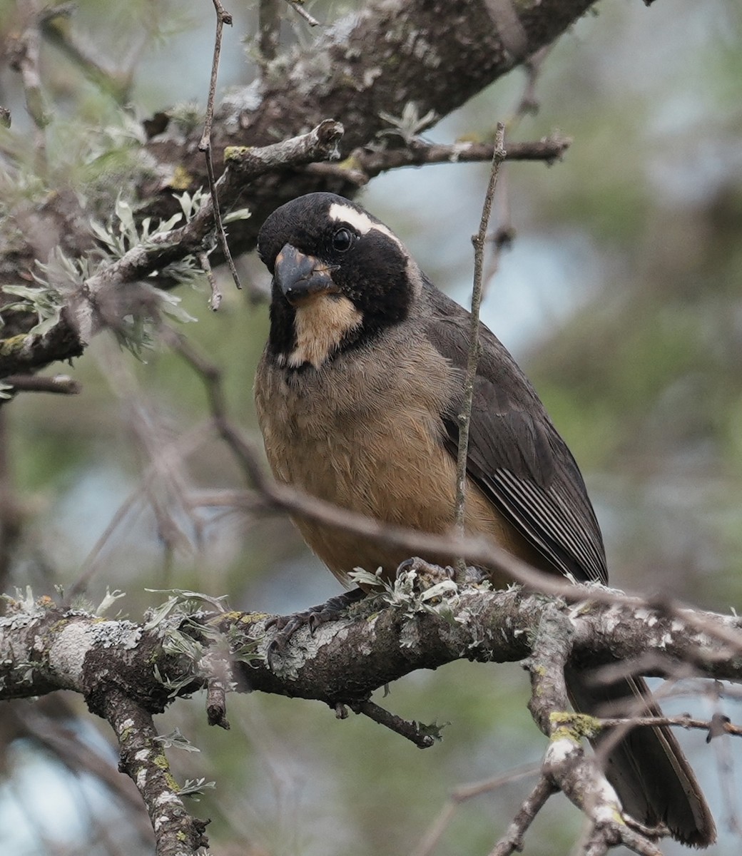 Golden-billed Saltator - ML643157770