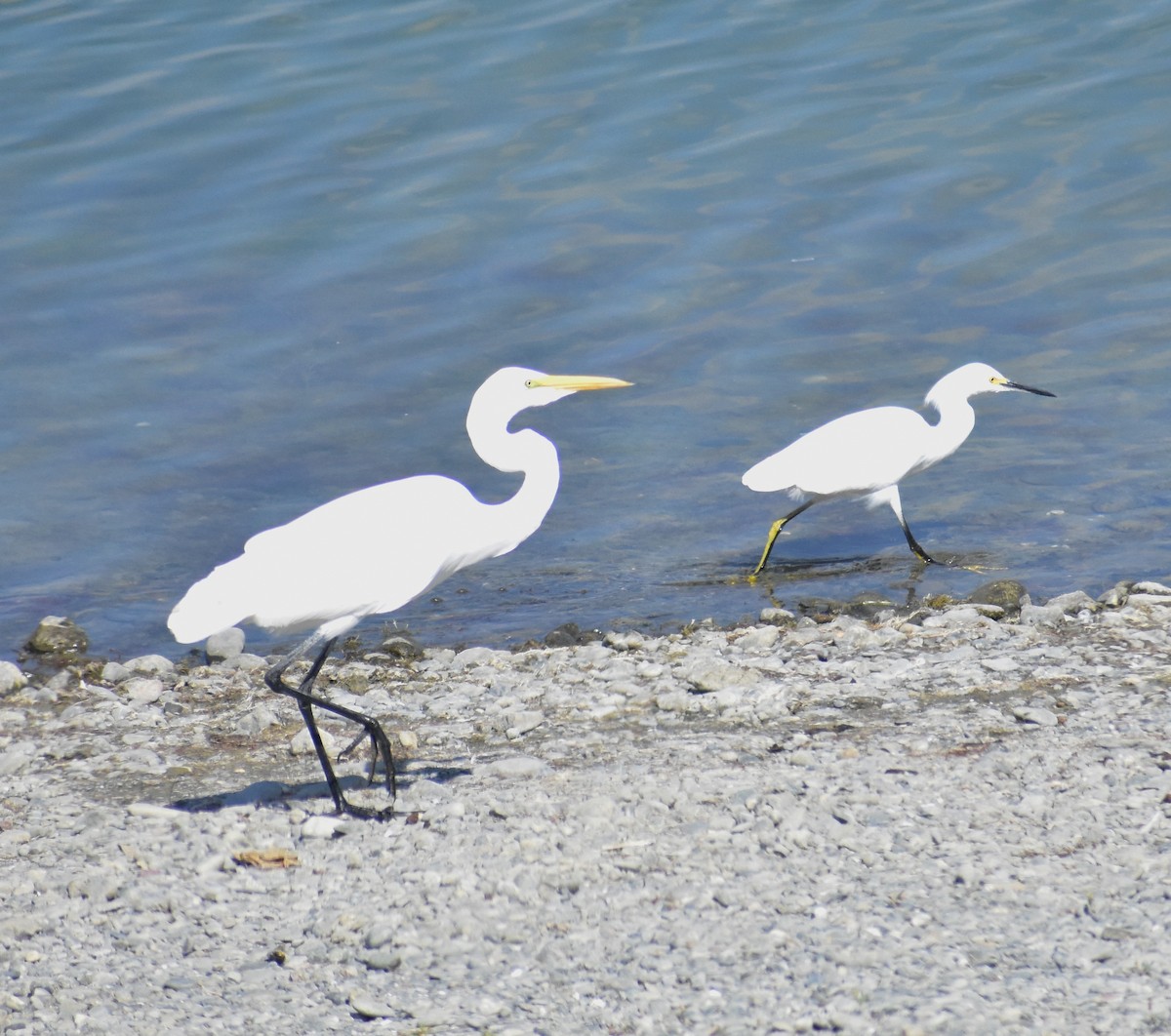 Grande Aigrette - ML643157777