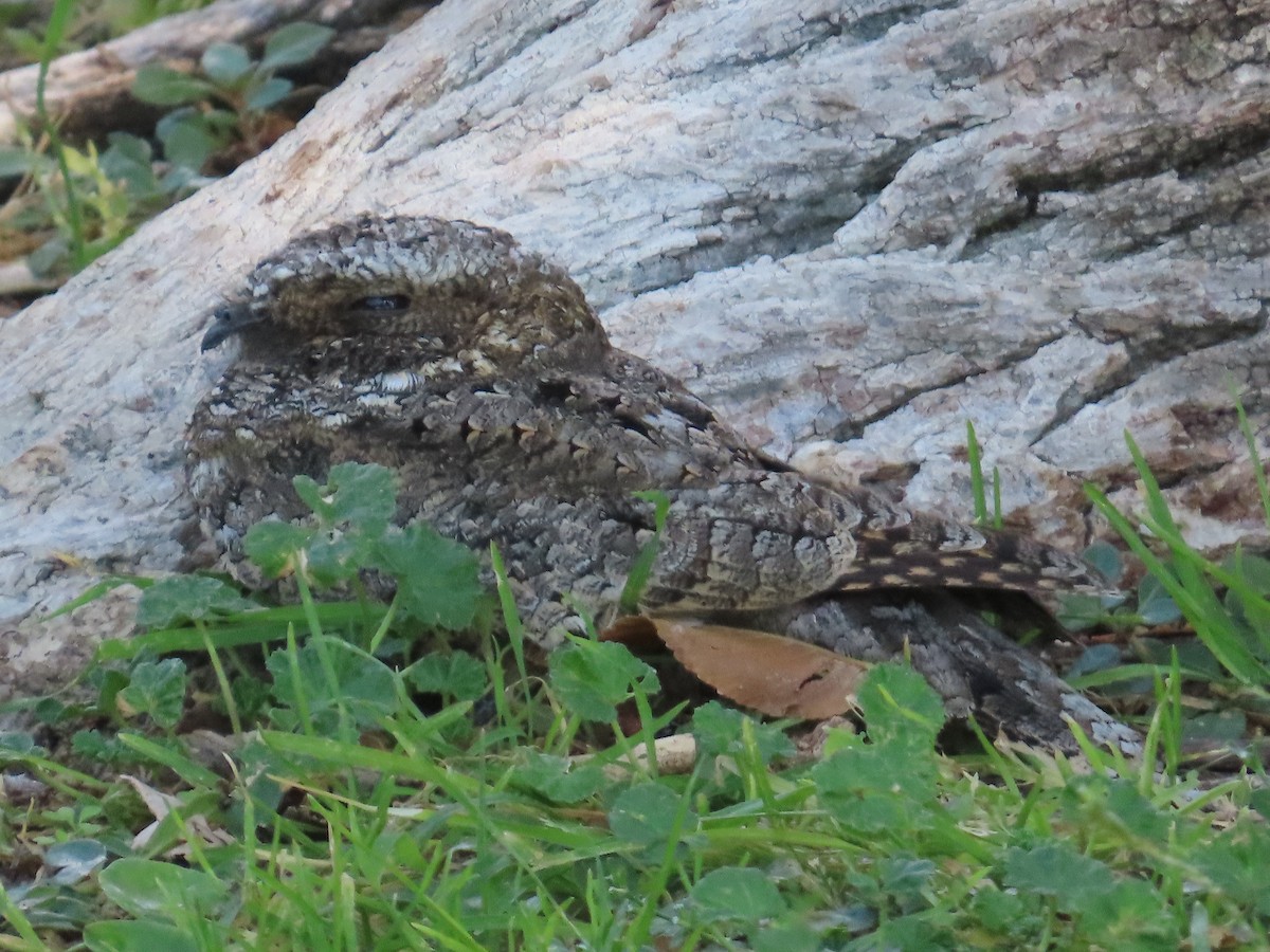 Common Poorwill - ML643157779