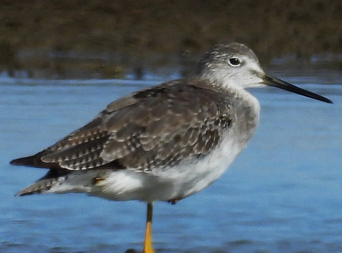 Lesser Yellowlegs - ML643157783