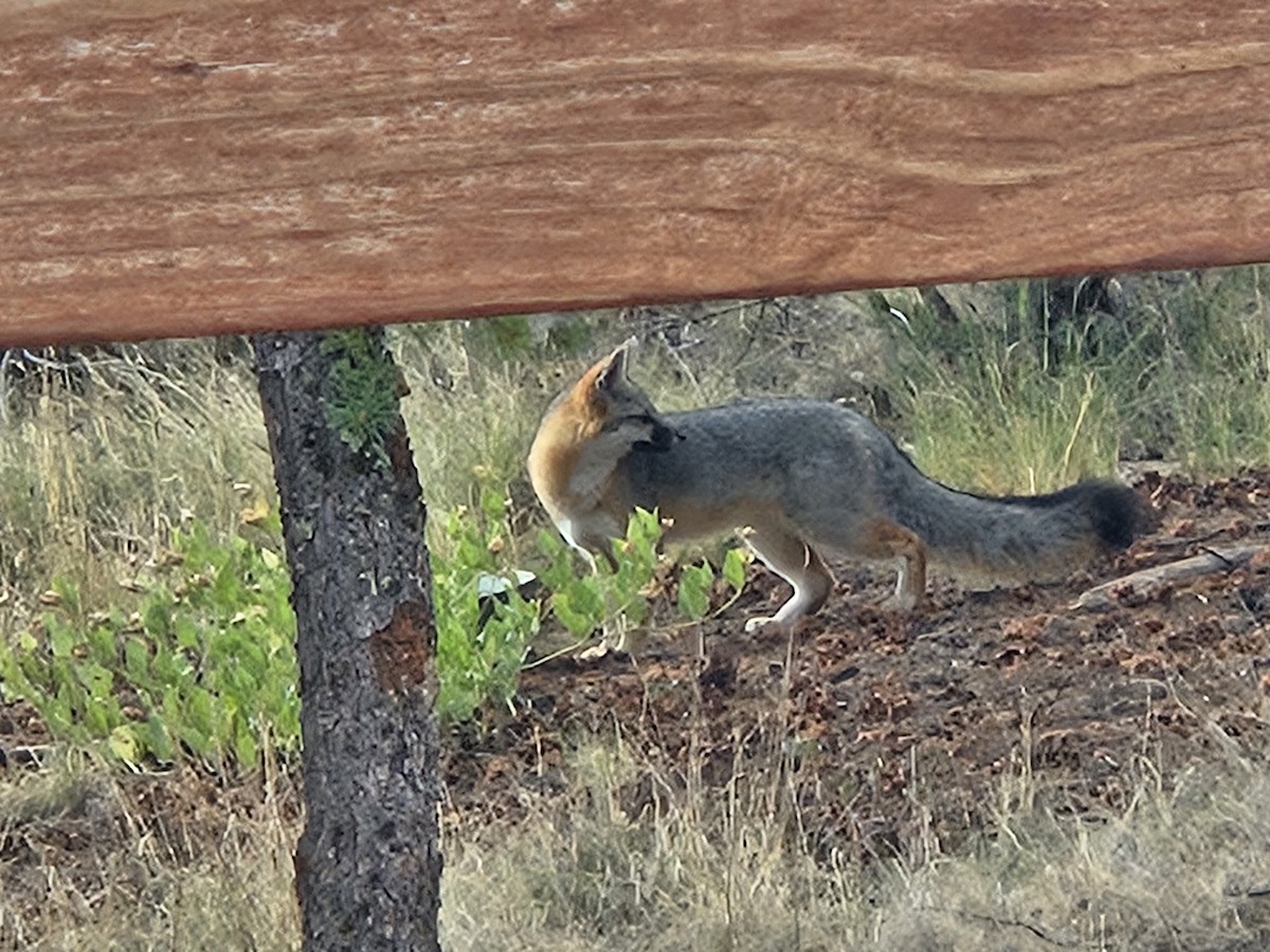 灰狐 - ML643157790