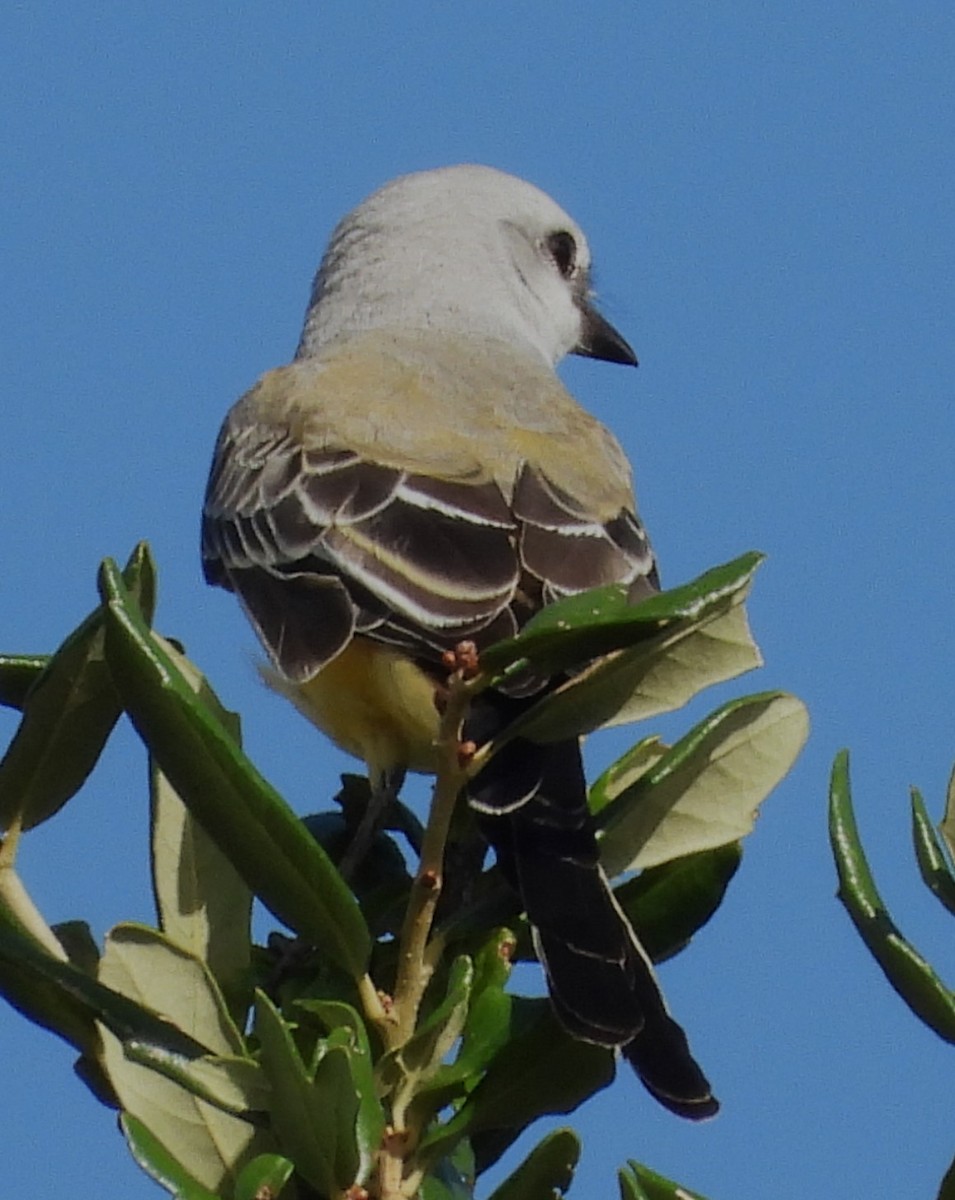Scissor-tailed Flycatcher - ML643157799