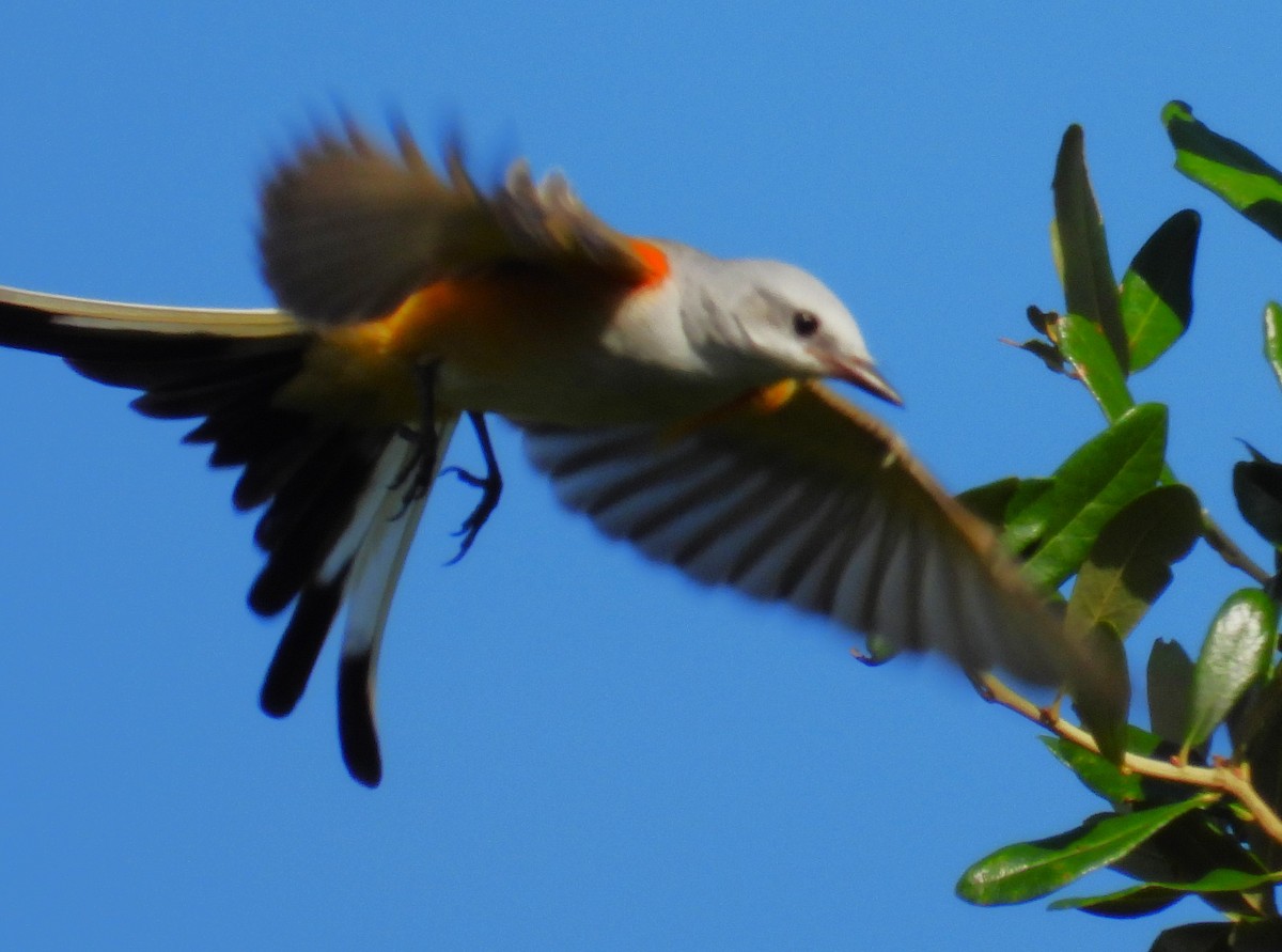 Scissor-tailed Flycatcher - ML643157800