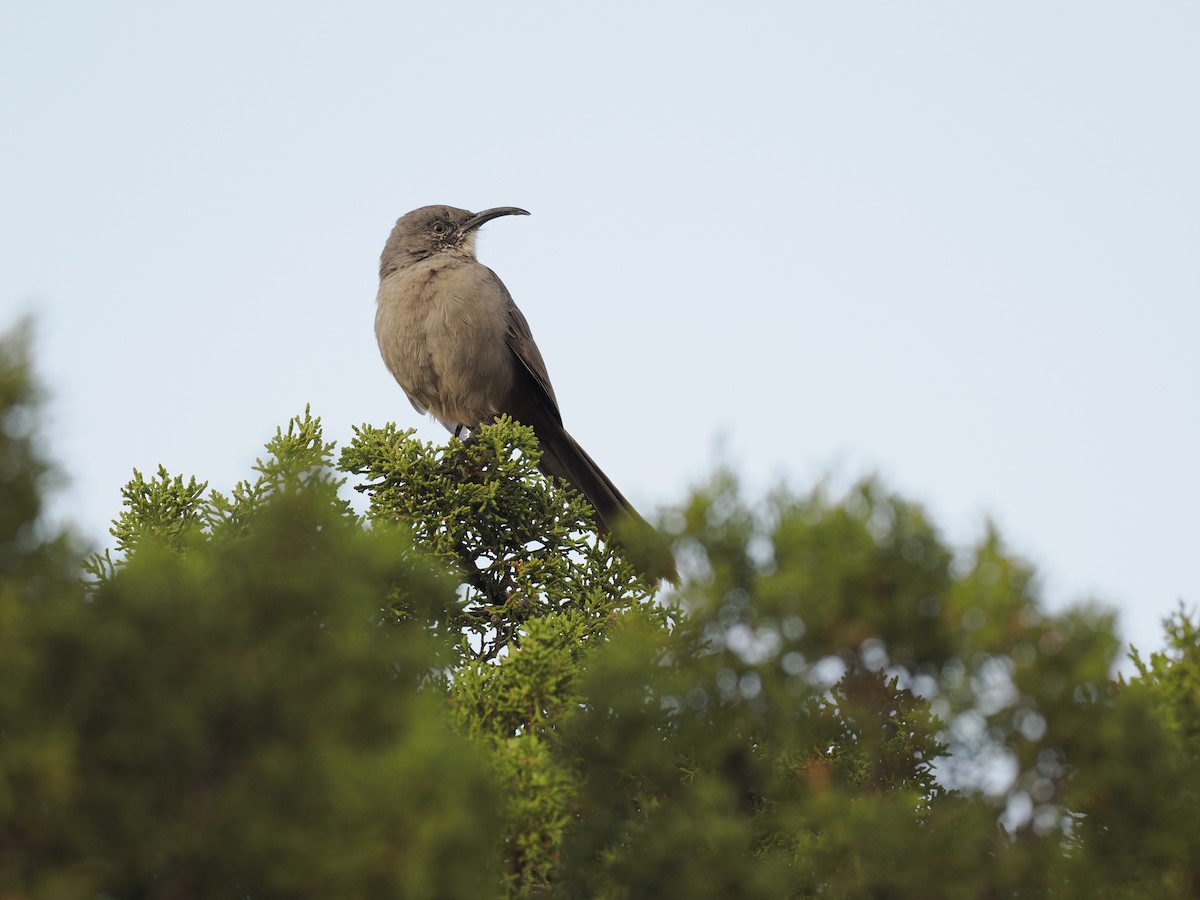 Crissal Thrasher - ML643157802