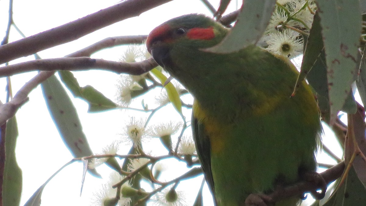 Musk Lorikeet - ML643157810