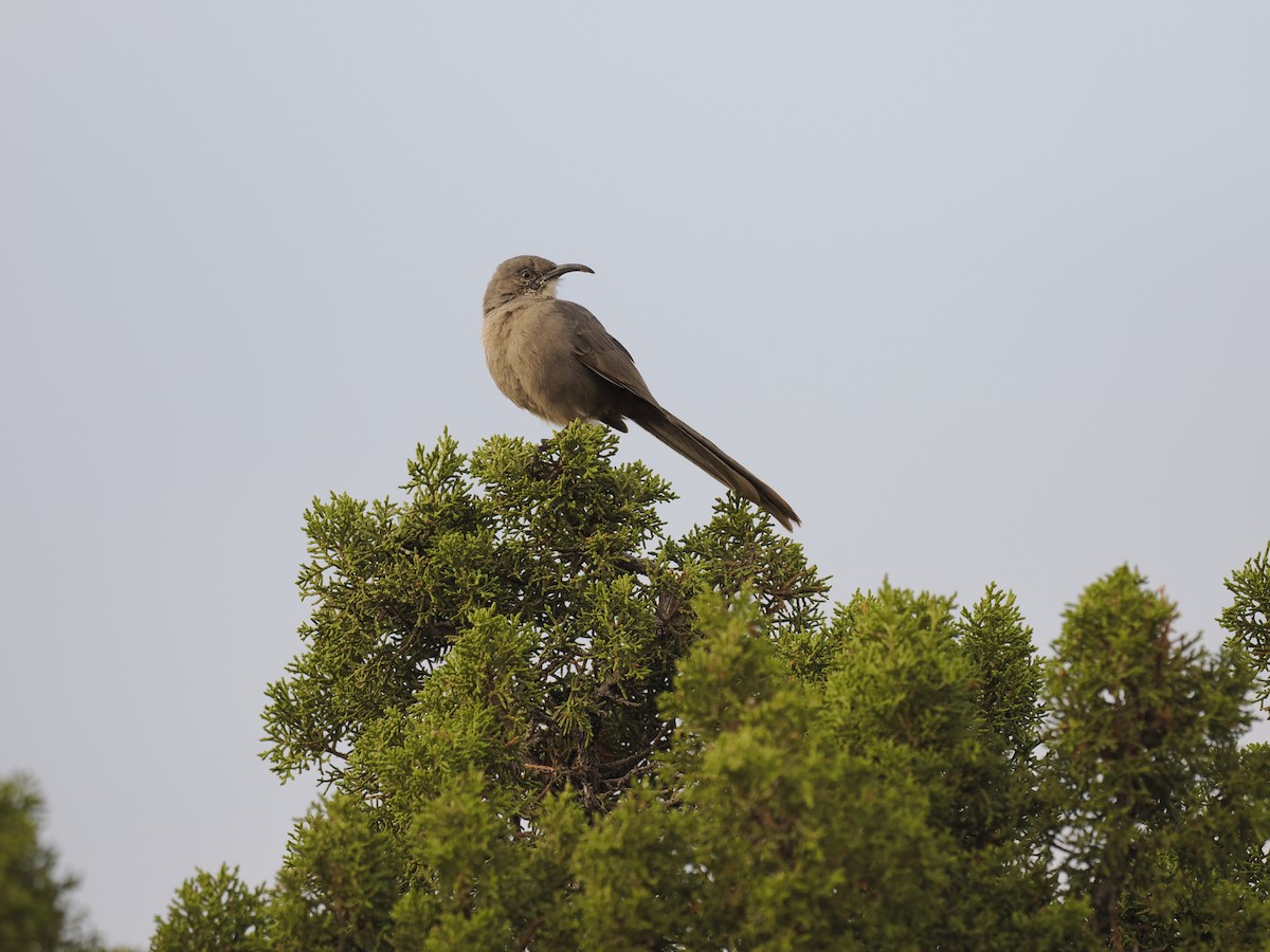 Crissal Thrasher - ML643157813