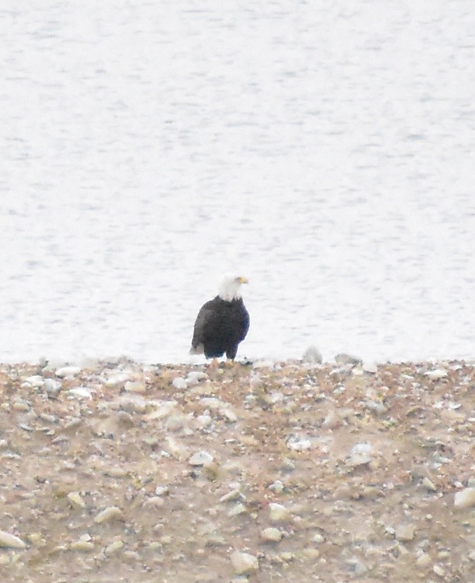 Bald Eagle - ML643157817