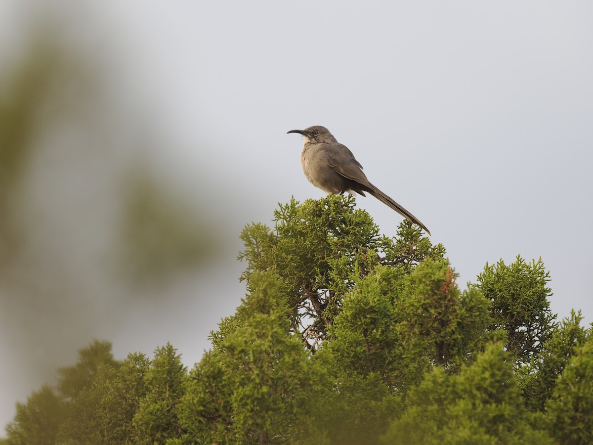 Crissal Thrasher - ML643157818