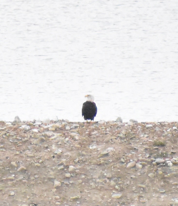 Bald Eagle - ML643157830