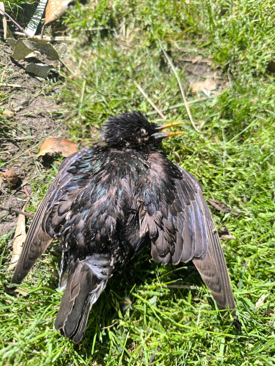 špaček obecný - ML643157845