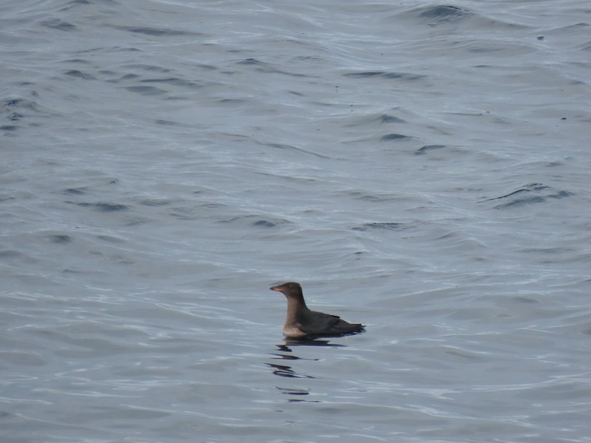 Rhinoceros Auklet - ML643157846