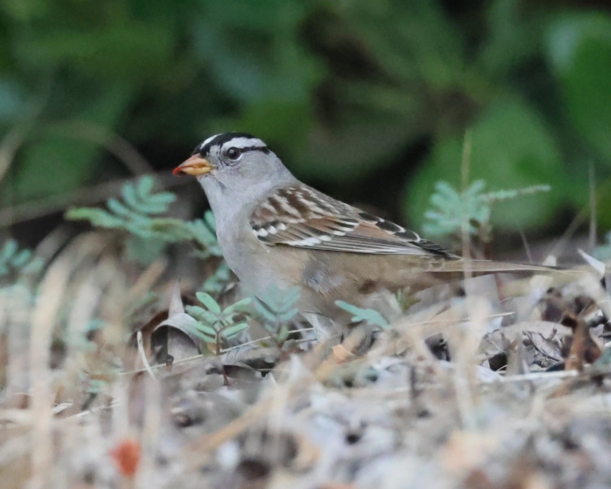 White-crowned Sparrow - ML643157849