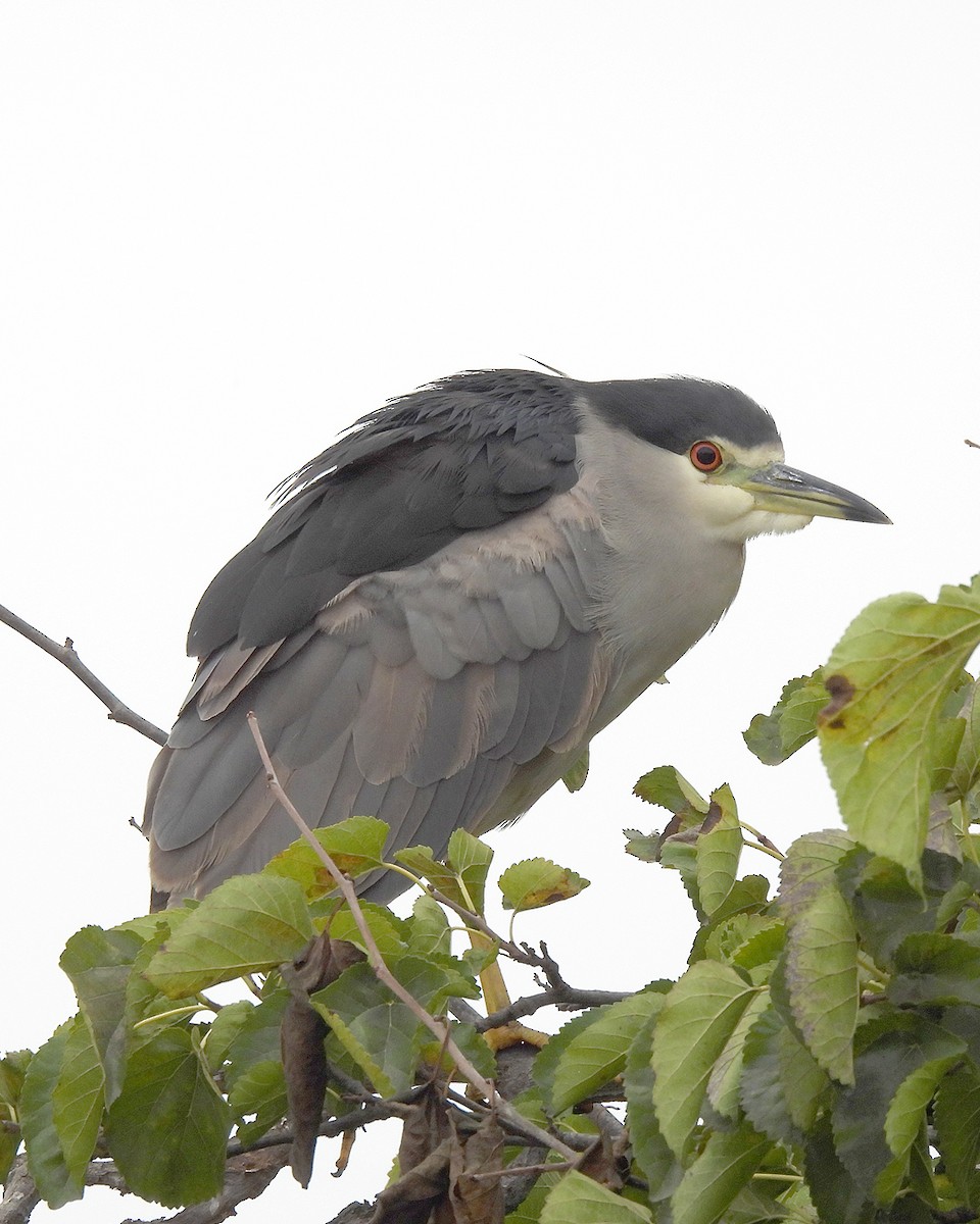 Black-crowned Night Heron - ML643157852
