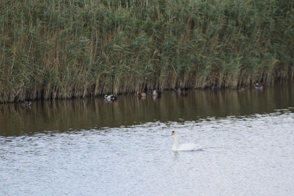 Mute Swan - ML643157853