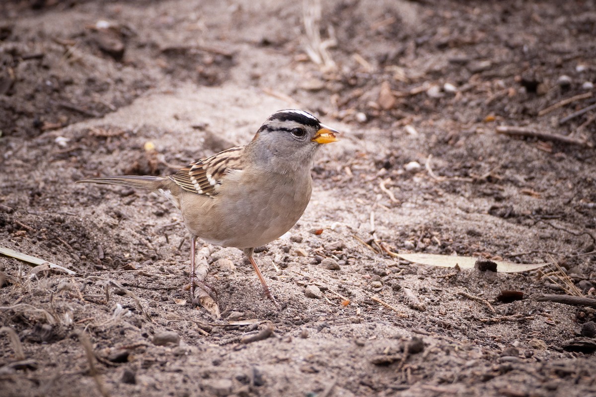 White-crowned Sparrow - ML643157854
