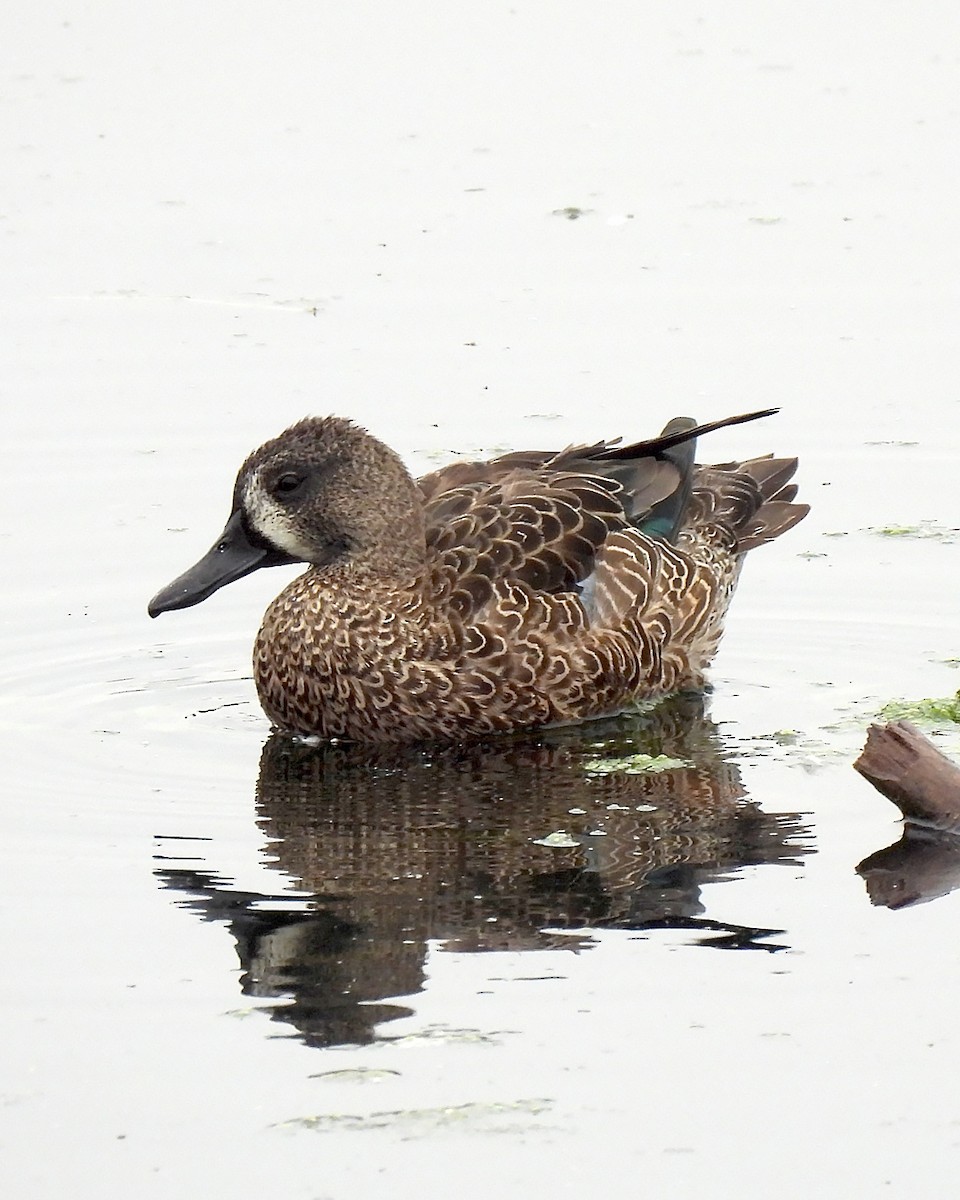 Blue-winged Teal - ML643157855