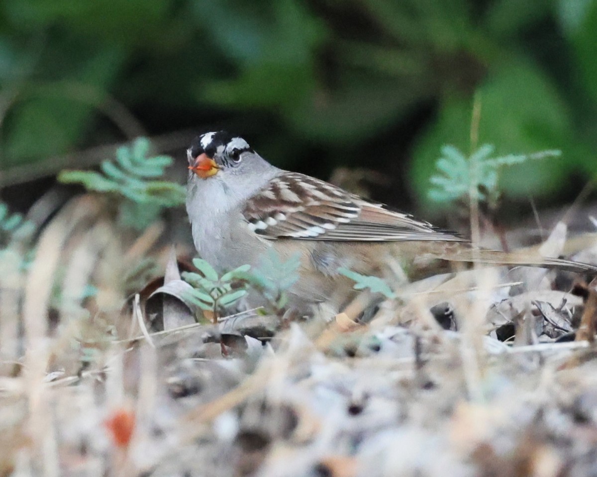 White-crowned Sparrow - ML643157860