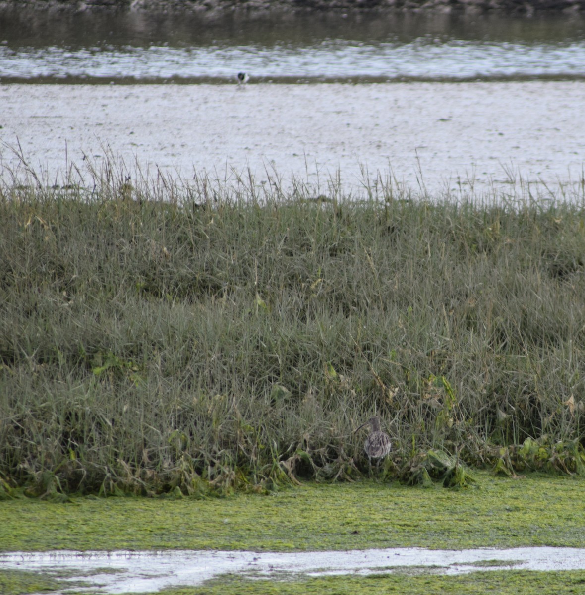 Eurasian Curlew - ML643157862