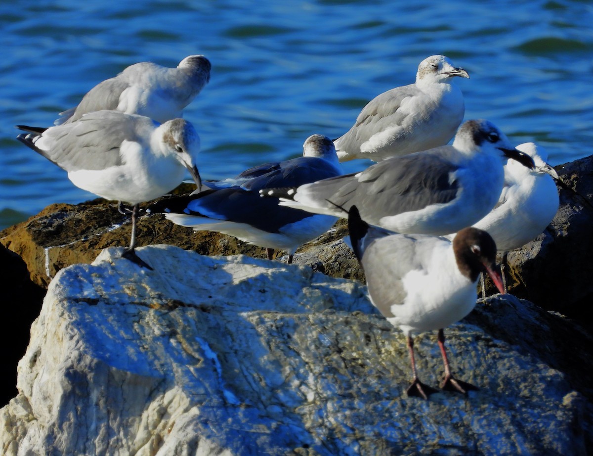 Laughing Gull - ML643157871