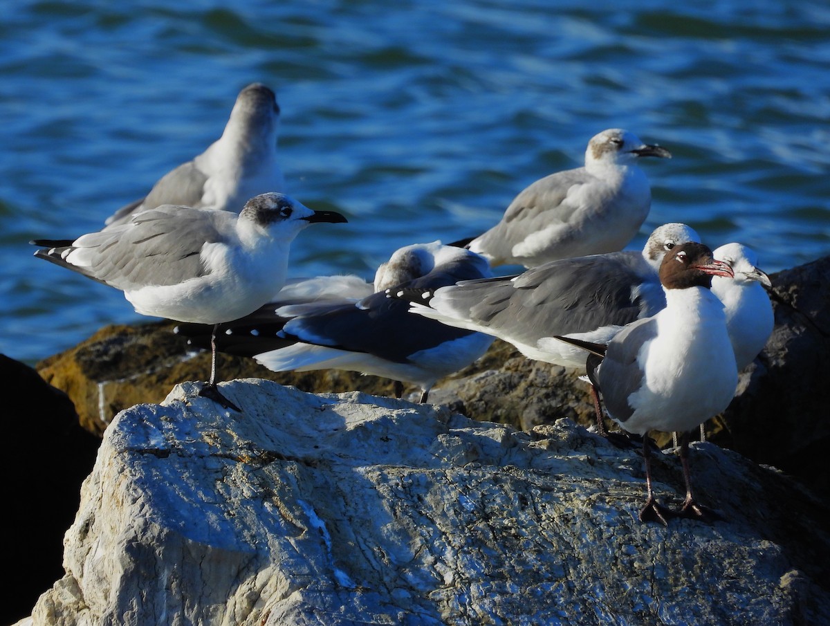 Laughing Gull - ML643157872