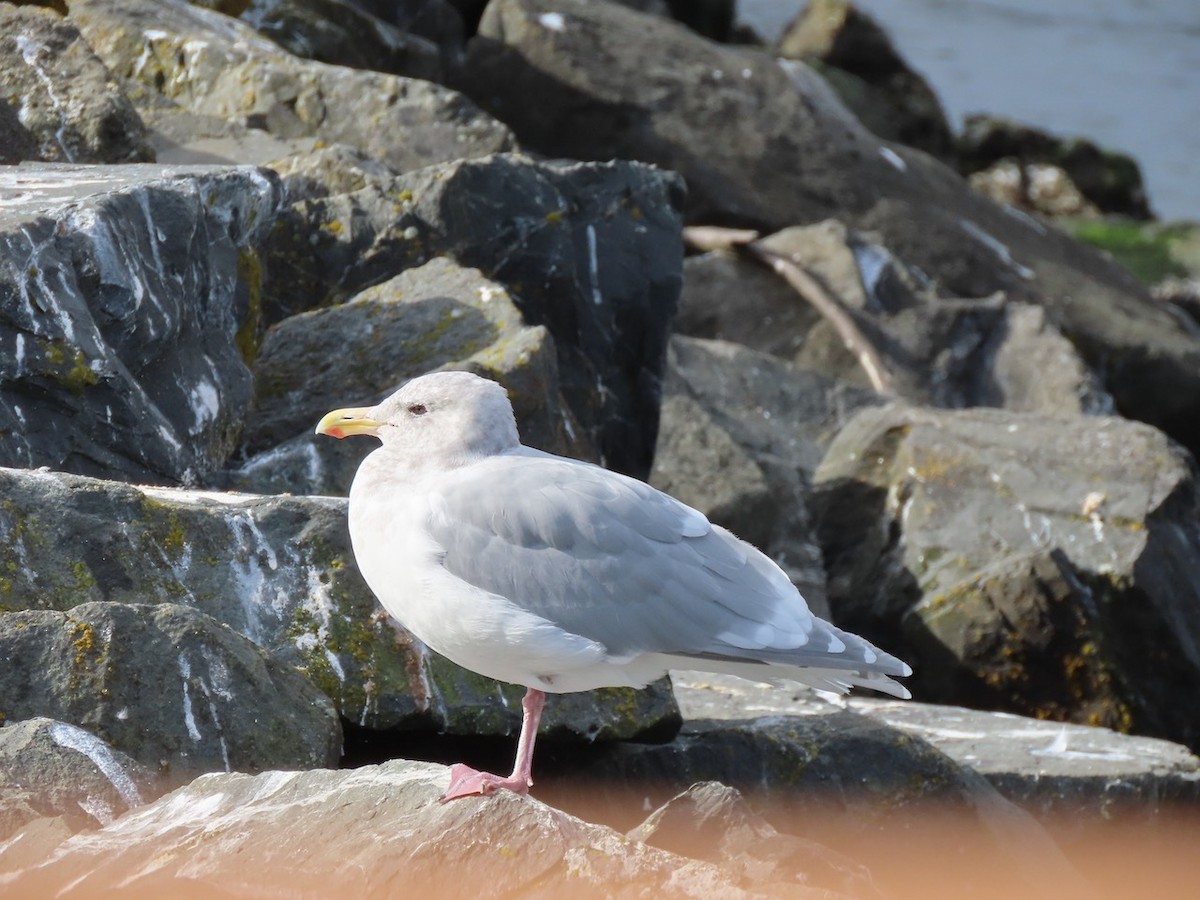 Glaucous-winged Gull - ML643157873