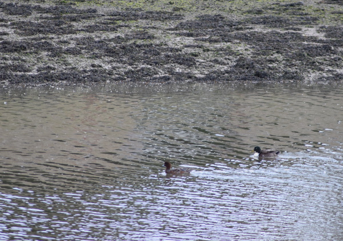 Eurasian Wigeon - ML643157874