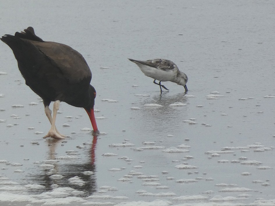 Blackish Oystercatcher - ML643157876