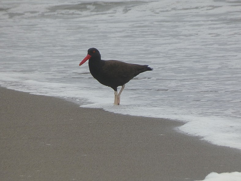 Blackish Oystercatcher - ML643157896