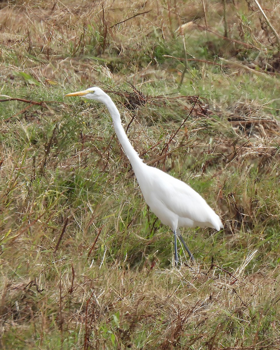 Grande Aigrette - ML643157897