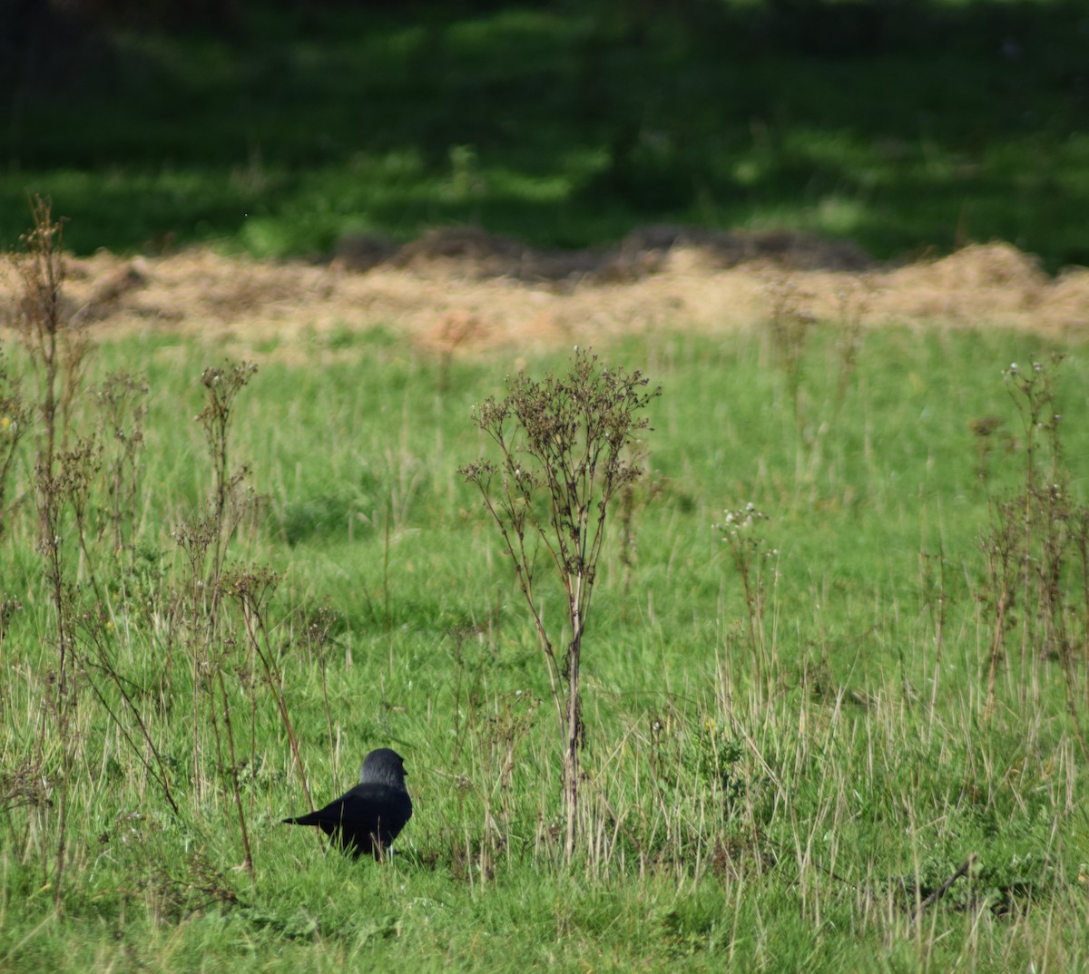 Eurasian Jackdaw - ML643157911