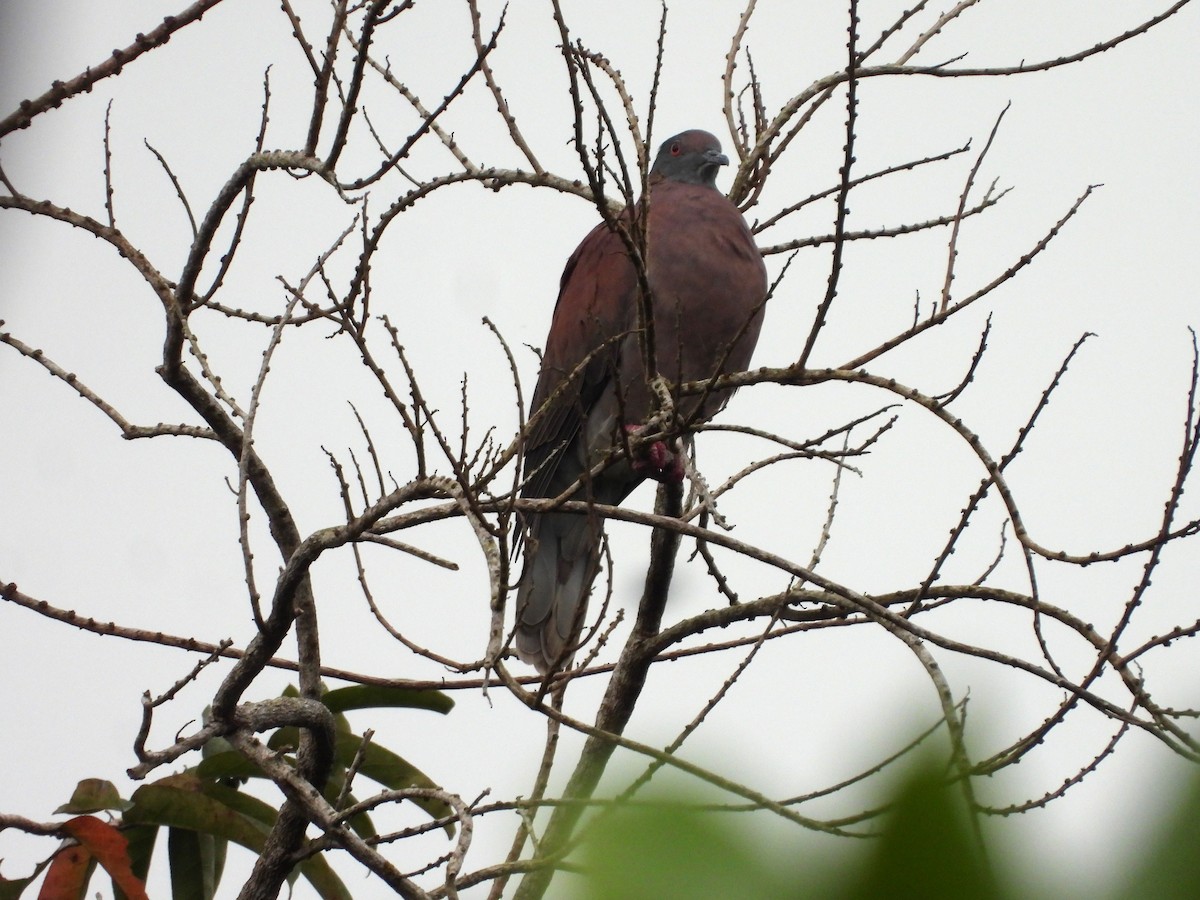 Pale-vented Pigeon - ML643157913