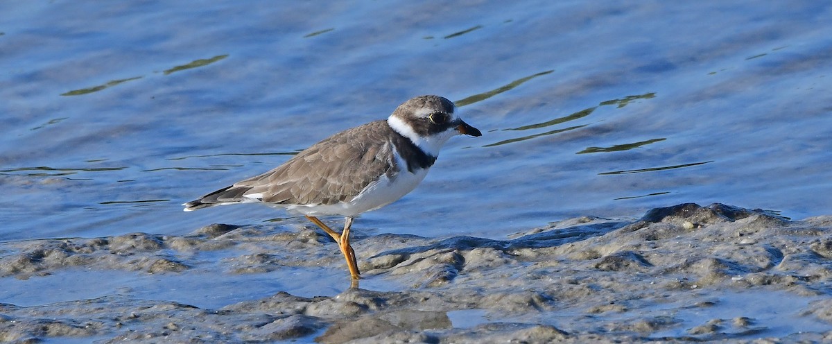 Semipalmated Plover - ML643157915