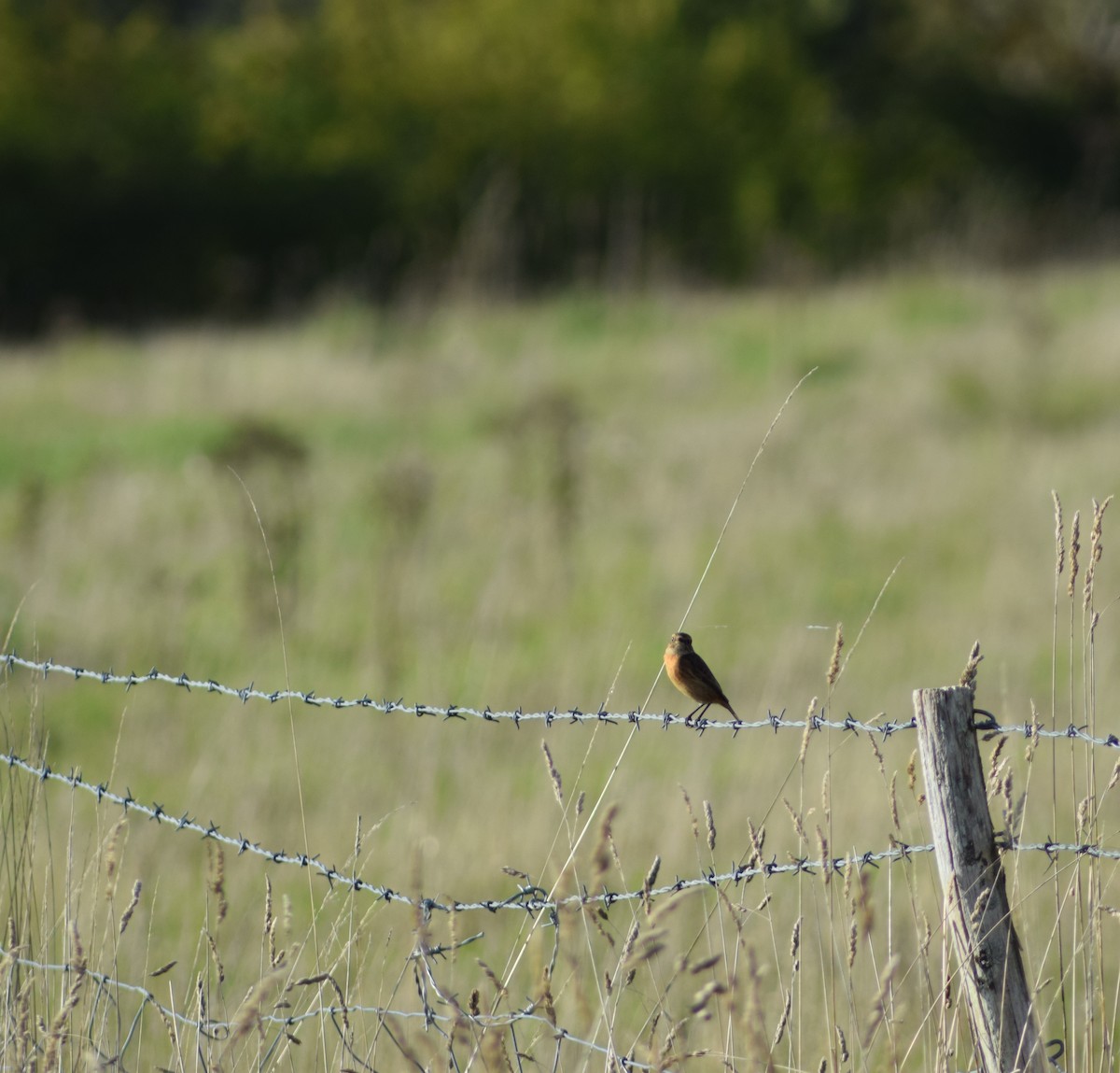 European Stonechat - ML643157916
