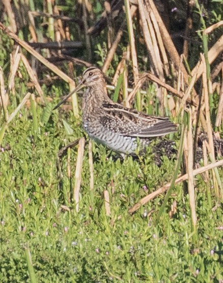 Noble Snipe - ML643157920